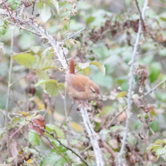 Troglodytes troglodytes
