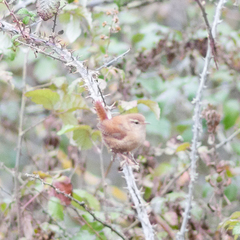 Troglodytes troglodytes