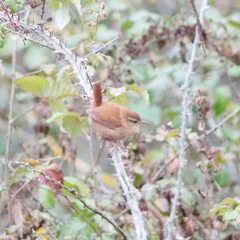 Troglodytes troglodytes