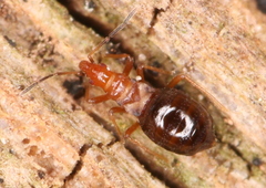 Loricula