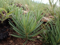Asclepias velutina
