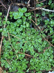 Chrysosplenium oppositifolium