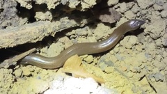 Lygosoma