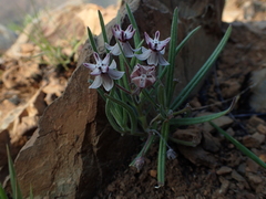 Asclepias velutina