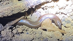 Lygosoma