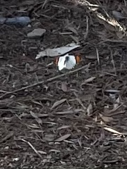 Anthocharis sara gunderi