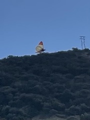 Anthocharis sara gunderi