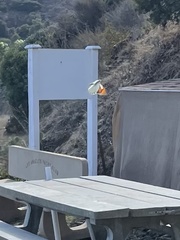 Anthocharis sara gunderi