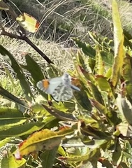 Anthocharis sara gunderi