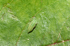 Graphocraerus ventralis