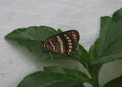 Byblia