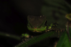 Enyalioides laticeps