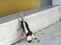 Pryteria alboatra