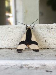 Pryteria alboatra