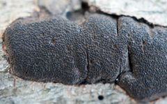 Graphostroma platystomum