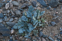 Erodium tibetanum