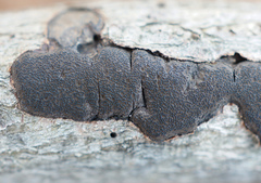 Graphostroma platystomum