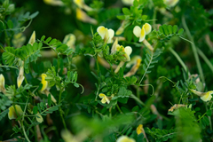Vicia hybrida