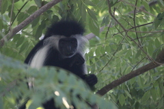Colobus angolensis palliatus