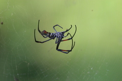 Trichonephila inaurata