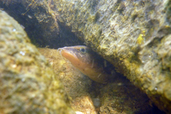 Mastacembelus armatus