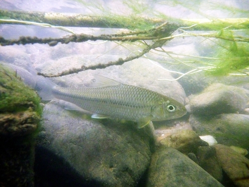 Gerlachs scheursteenkarper (Onychostoma gerlachi) — Cyprinidae