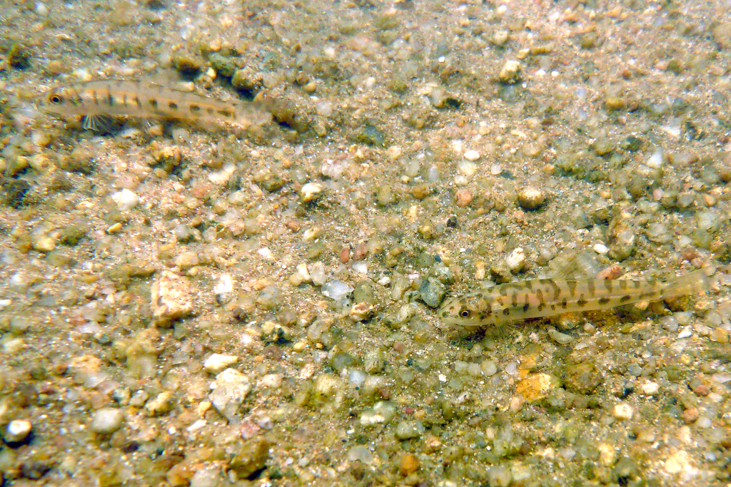 Geisler's loach (Schistura geisleri) — Nemacheilidae