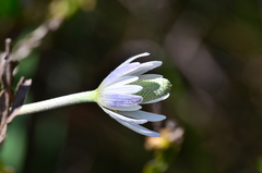 Anemone decapetala