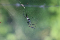 Trichonephila inaurata