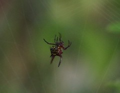 Gasteracantha falcicornis