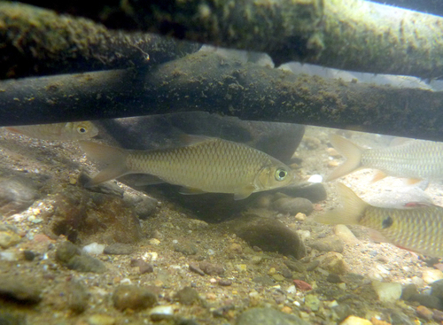 Moeras-barbeel (Puntius brevis) — Cyprinidae