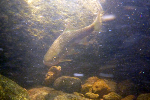 Spiny-rayed scraper carp (Scaphiodonichthys acanthopterus) — Cyprinidae — 4