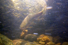 Scaphiodonichthys acanthopterus