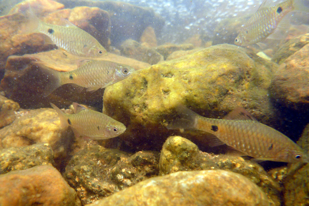 Stoliczka's barb (Pethia stoliczkana) — Cyprinidae