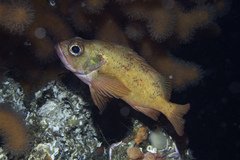 Sebastes viviparus
