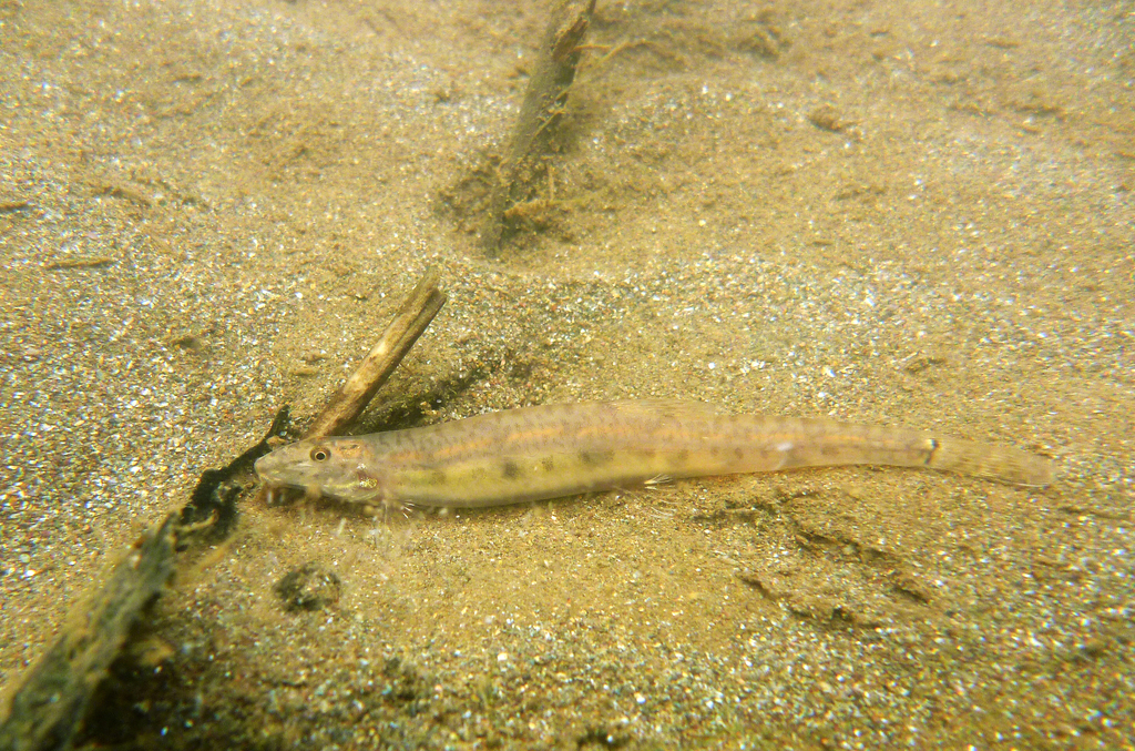 Slender loach (Acanthopsoides gracilentus) — Cobitidae
