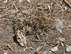 Atelerix algirus vagans