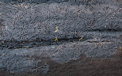 Glonium stellatum