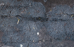 Glonium stellatum