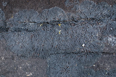 Glonium stellatum