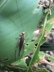 Mistshenkoana gracilis