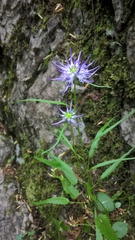 Phyteuma scheuchzeri