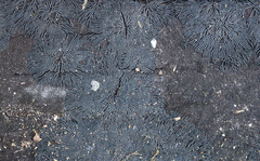 Glonium stellatum