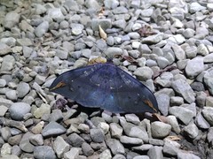 Ischyja ferrifracta