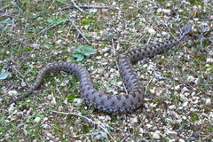Vipera latastei