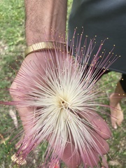 Barringtonia asiatica