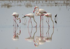 Phoenicopterus roseus