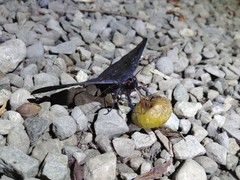 Ischyja ferrifracta