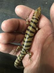 Eremiascincus richardsonii