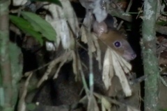 Hypsiprymnodon moschatus